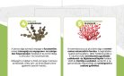 Alga kapszula komplex, 5 fajta prémium minőségű alga: spirulina, chlorella alga, astaxanthin, barna alga és alga kalcium egyedi keveréke.